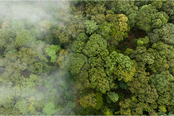 trees